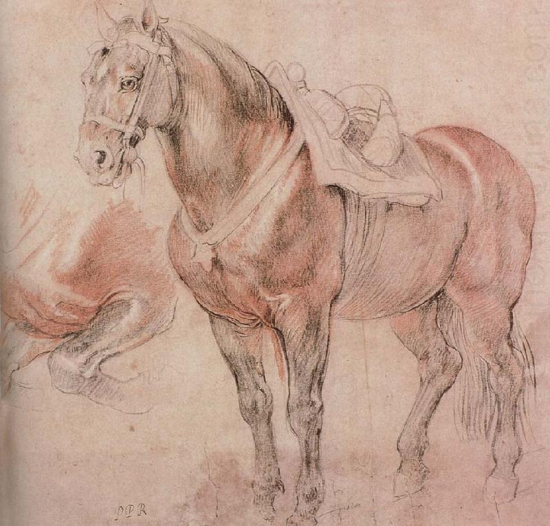 Horse, Peter Paul Rubens